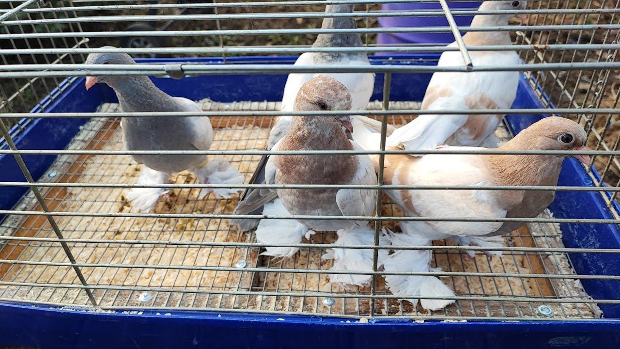 Обзор молодняка и новой клетки