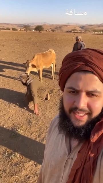 И вот Муса сказал своему народу :"Аллах повелевает вам зарезать корову"... (сура Бакара, 2:67) смотреть онлайн