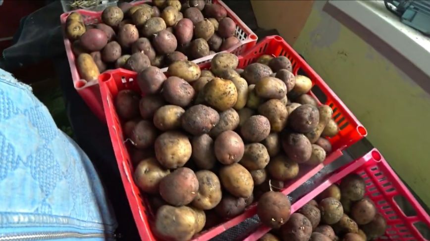 Подписчица рекомендует сорт картофеля "Сынок" смотреть онлайн