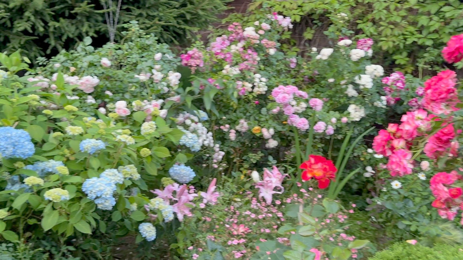 Июль в Саду 21 и 24 июля 2025