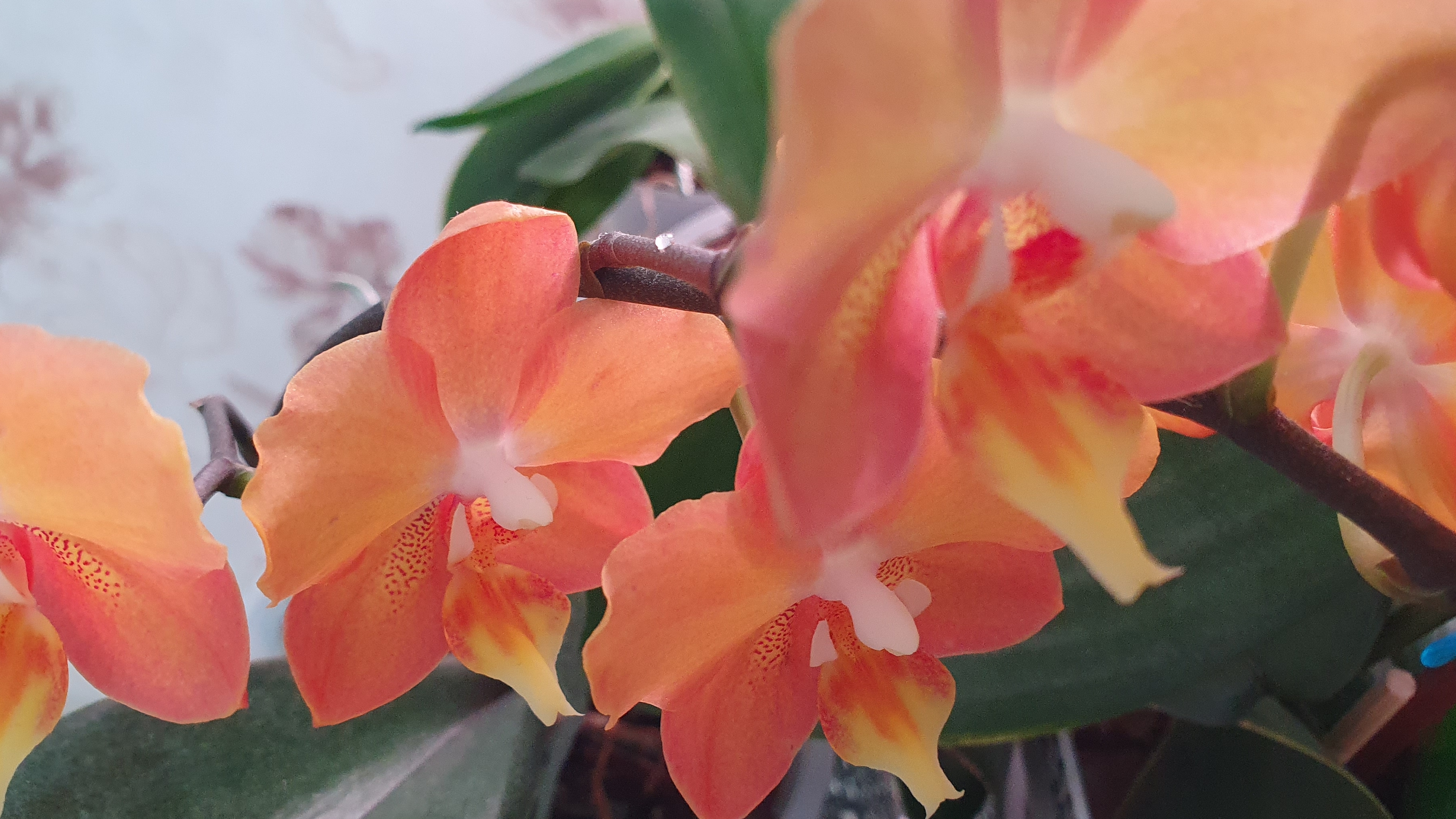 Цветение орхидей в январе 2026г., часть3. смотреть онлайн