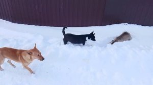 Сериал Пёс Пёс снежный день