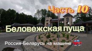 Часть 10. Почему сюда едут со всего мира | Беловежская пуща. Россия-Беларусь на машине