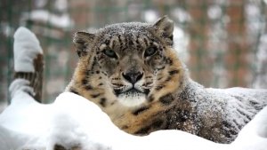 Снежный барс Нарина в заснеженном вольере и ее ближайшие соседи.