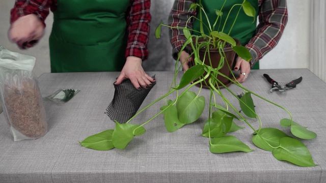 Дачные штучки-Выпуск 3 (как сделать опору для комнатных растений) #цветы #комнатныерастения