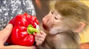 Ангелина с Люсей ВЕРНУЛИСЬ с ПРОГУЛКИ и едят сладкий перец!