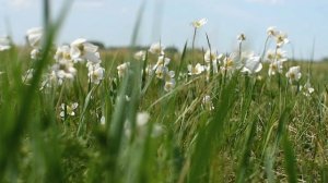 Луговые цветы. Ветреница лесная.