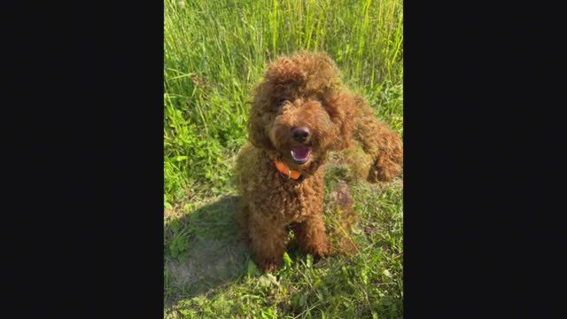 Прогулка с пуделем Барни на Поповой горе. 23082024.