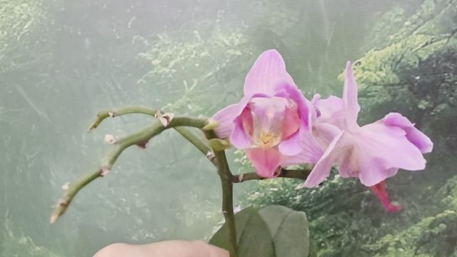 а108 смотреть онлайн