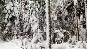 Волшебный зимний лес