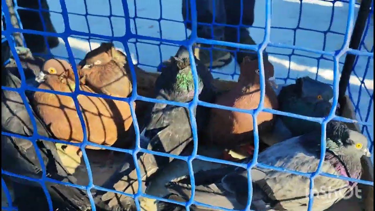 Ярмарка голубей в Воронеже 19.03.22г.