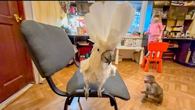 У НАС ВЕСЕЛО! Жора вышел из вольера и СДЕЛАЛ ЛЮСЕ НЕРВЫ! смотреть онлайн