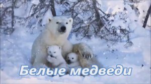 Белые медведи