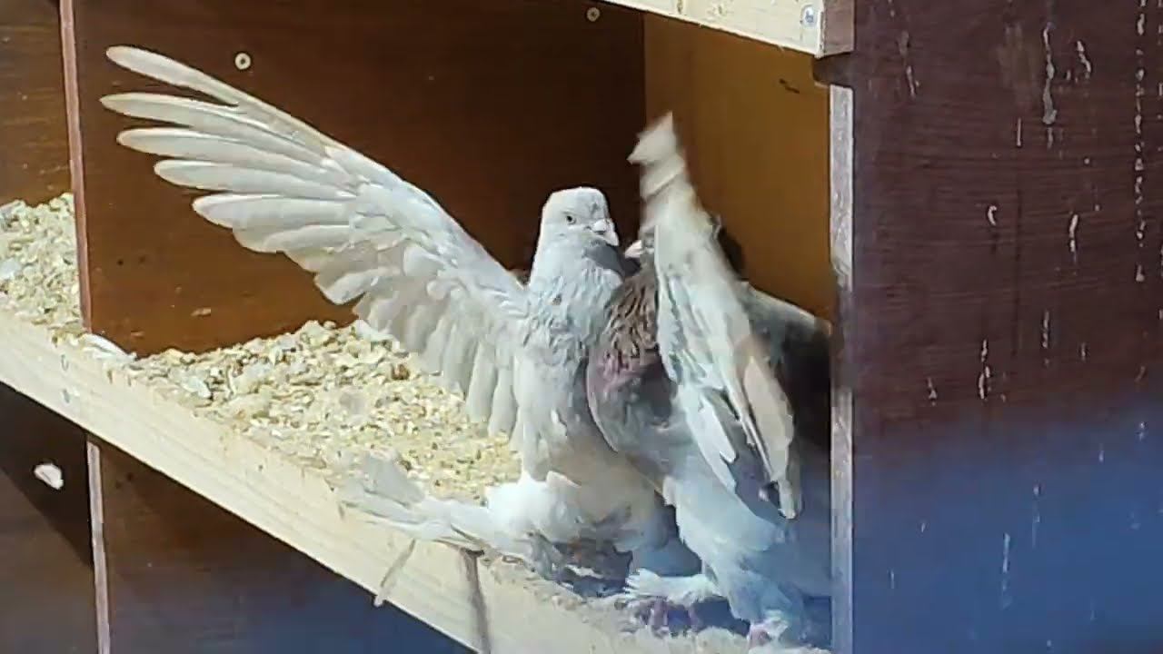 Эпичные битвы голубей за гнездо
