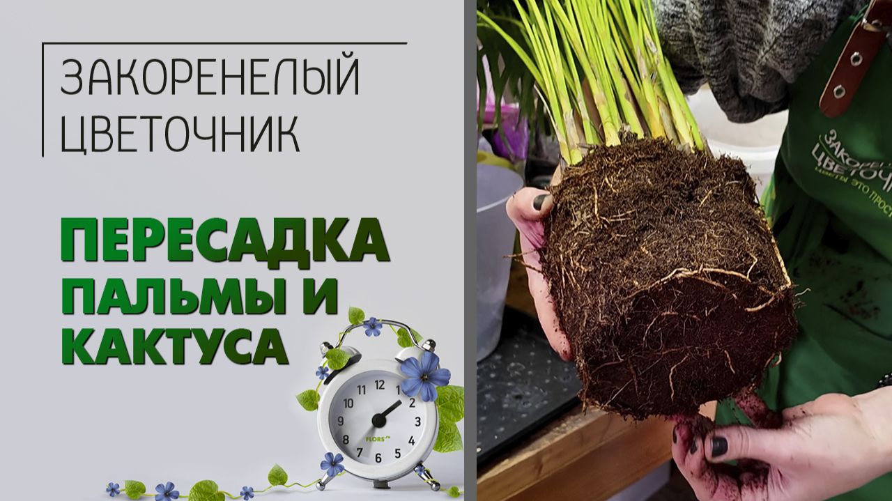 Как быстро пересадить пальму и кактус . Пересадка комнатных растений в цветочном магазине.