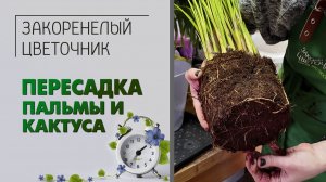 Как быстро пересадить пальму и кактус . Пересадка комнатных растений в цветочном магазине.