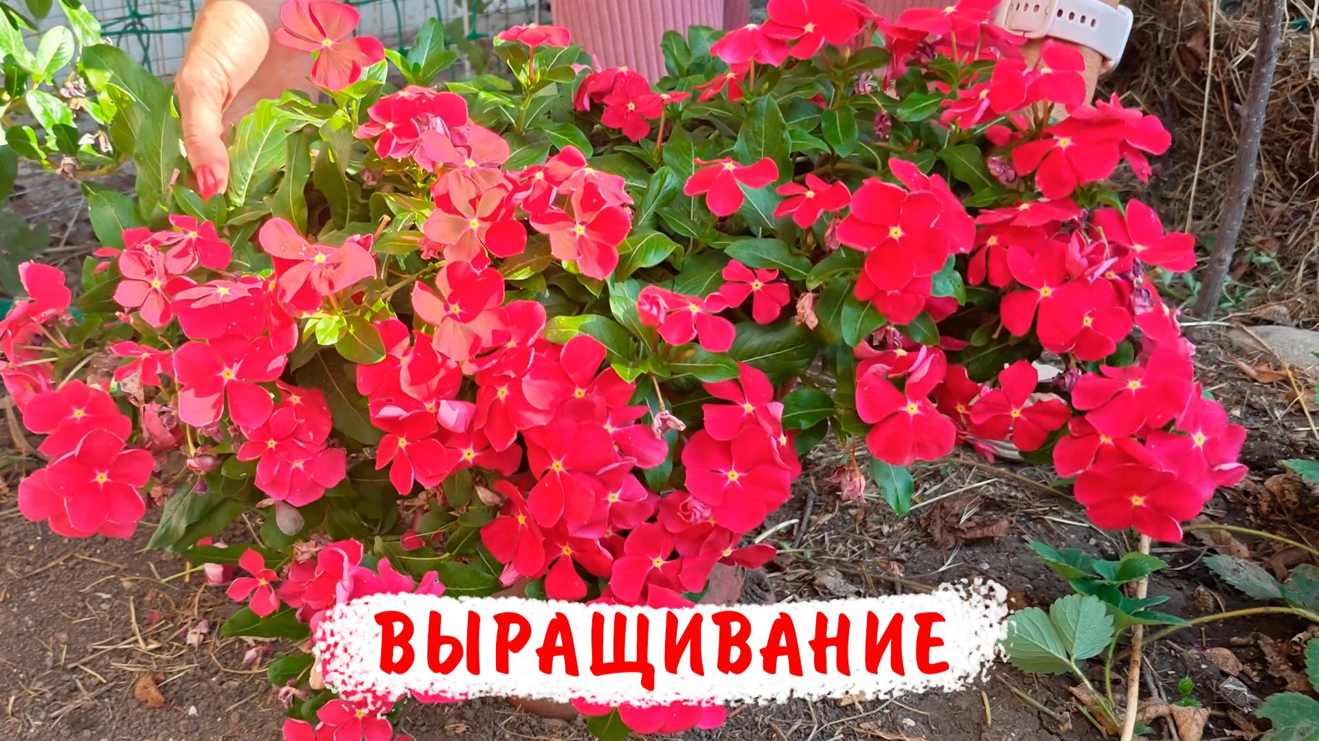 Выращивание катарантусов от посева до цветения! Посев катарантусов двумя способами смотреть онлайн