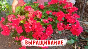 Выращивание катарантусов от посева до цветения! Посев катарантусов двумя способами