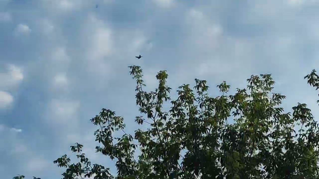 гон голубей 10.08.2022г.