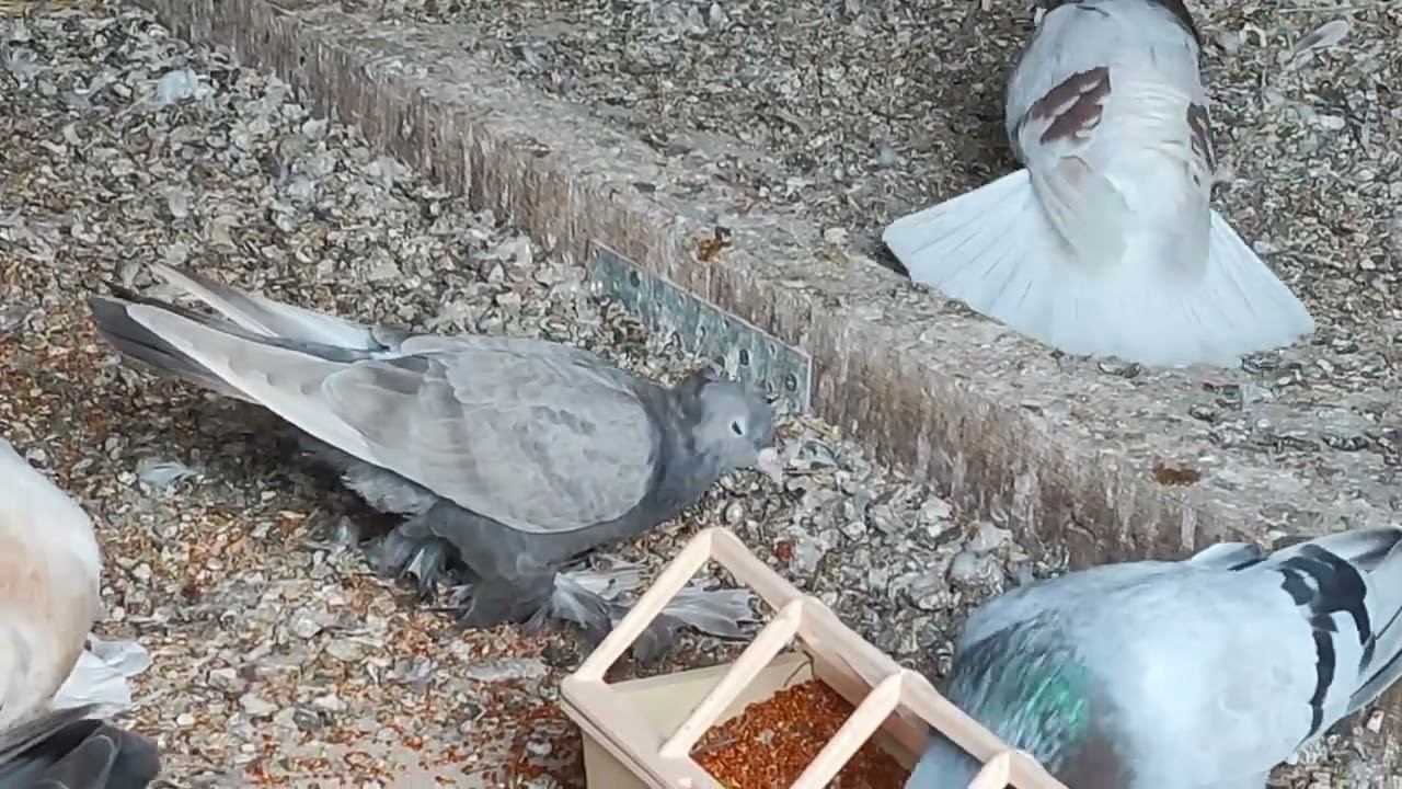 Как голуби кормят голубят смотреть онлайн