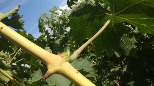 Виноград. Что делать с прищпленными пасанками, осенью? смотреть онлайн