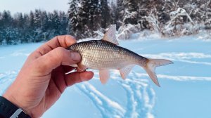 Трудная рыбалка на лыжах. Ловля косынками в Глухозимье #6