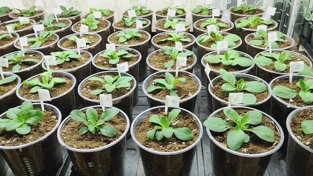 Как вырастить шикарную рассаду петунии за месяц. Отличные корни . Пора пересаживать. смотреть онлайн