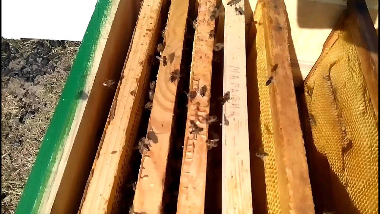 Обсушка медовых рамок пчёлами.