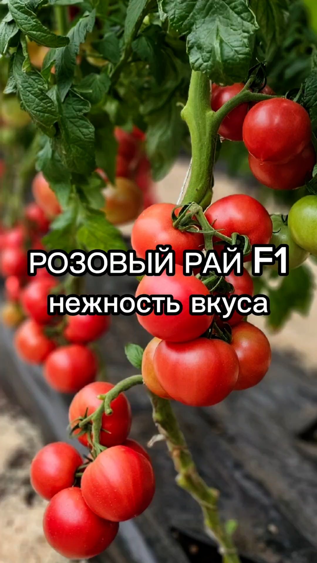 Этот томат можно выращивать и в открытом грунте и в теплицах! И он точно не заболеет.