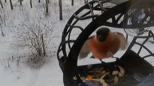 Стадо воробьев, лазоревка, снегирь.