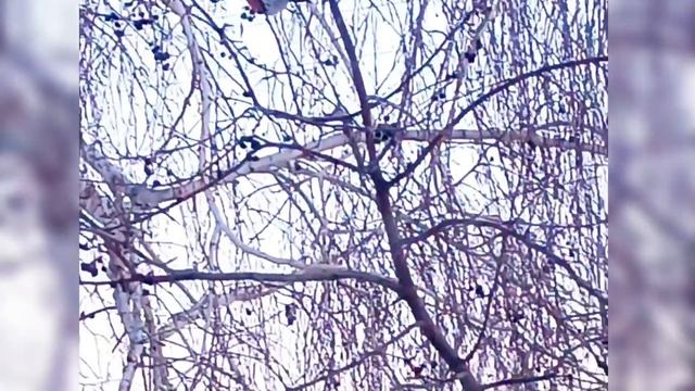 Снегири🐦🐦🐦 смотреть онлайн