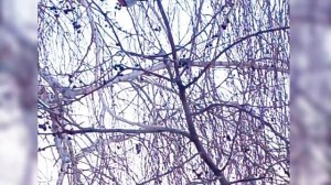 Снегири🐦🐦🐦