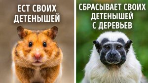 Животные, которые шокирующе плохие родители