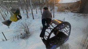 Птицы. Снегири. Синицы. Воробьи. Начало.