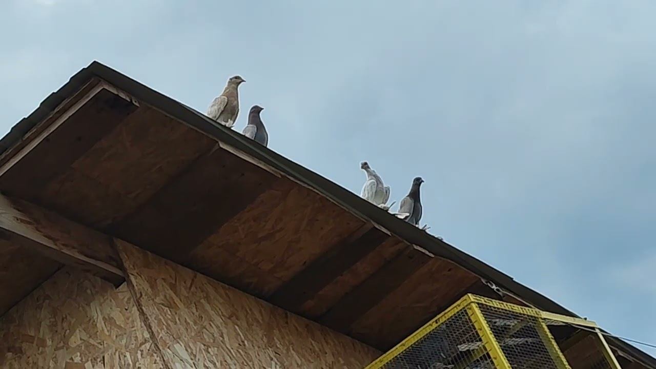 Гон голубей 13.06.22г.