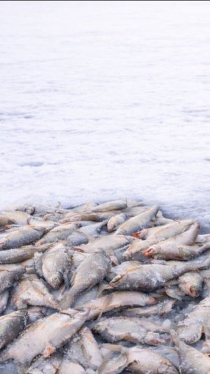 Яма забита густерой! Бешеный клёв!