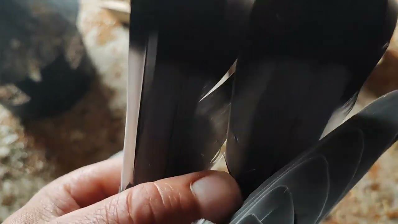 Режем хвост бойным голубям