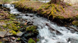 Нашёл самородное Золото под корнем дерева на старинном прииске!