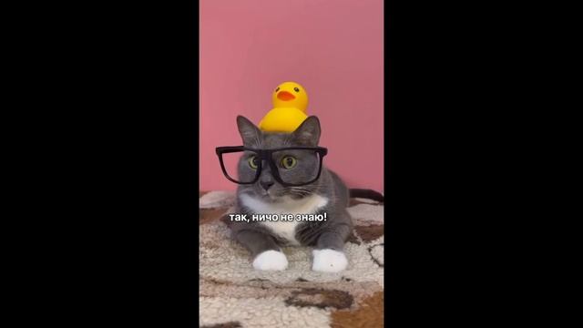 ЧТО ЕСЛИ БЫ КОТИКИ ХОДИЛИ В ШКОЛУ СБОРНИК #2 смотреть онлайн