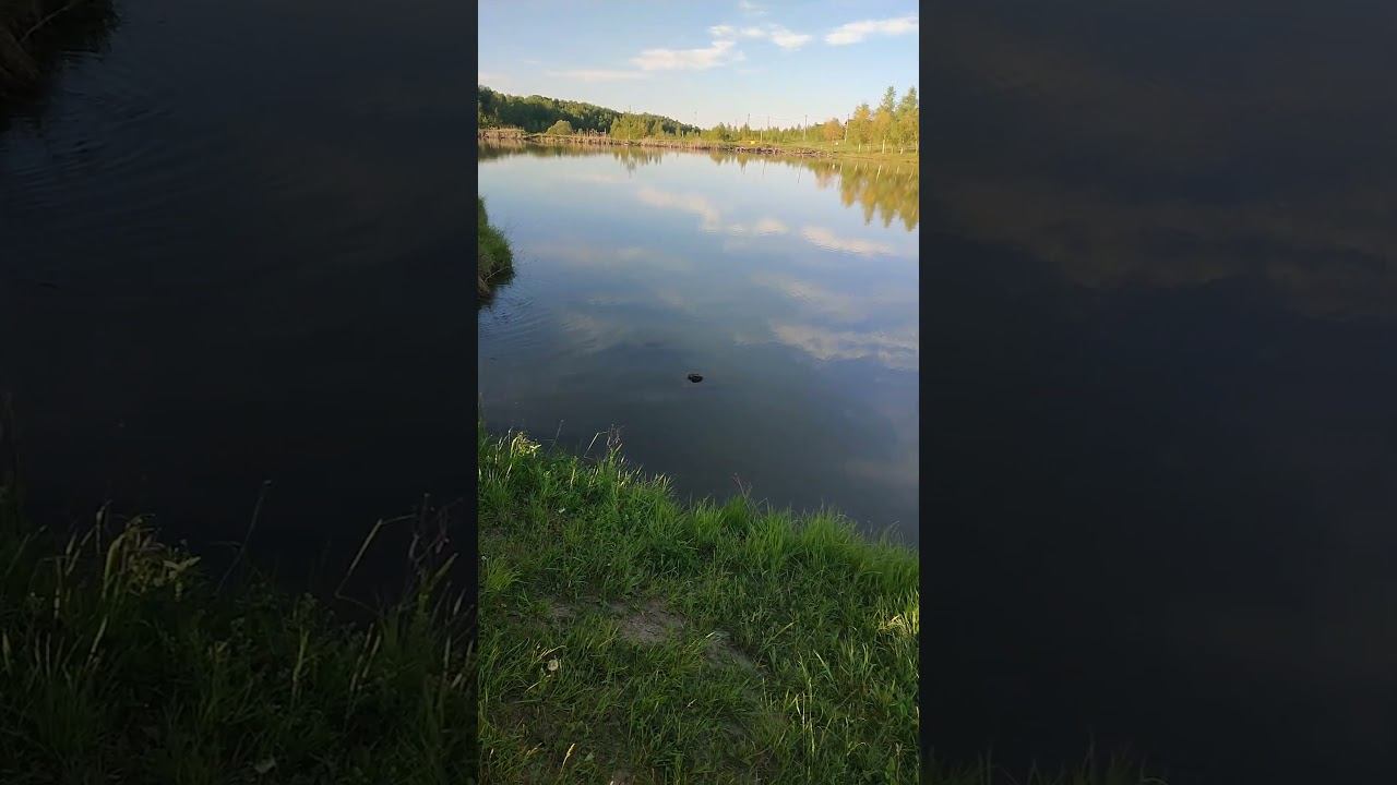Утро на рыбалке #fishing #платнаярыбалка #carpfishing #carp #fish #пруд #рыбалка