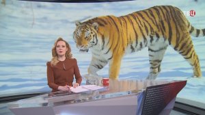 Тигр выплюнул из пасти кошку на глазах жительницы Приморья