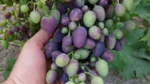 Виноград, окрашивание ягоды