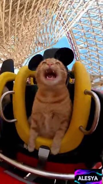 Кота накрыло! 😁😁