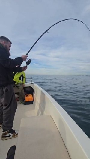 Котик, котик, тёпленький животик.