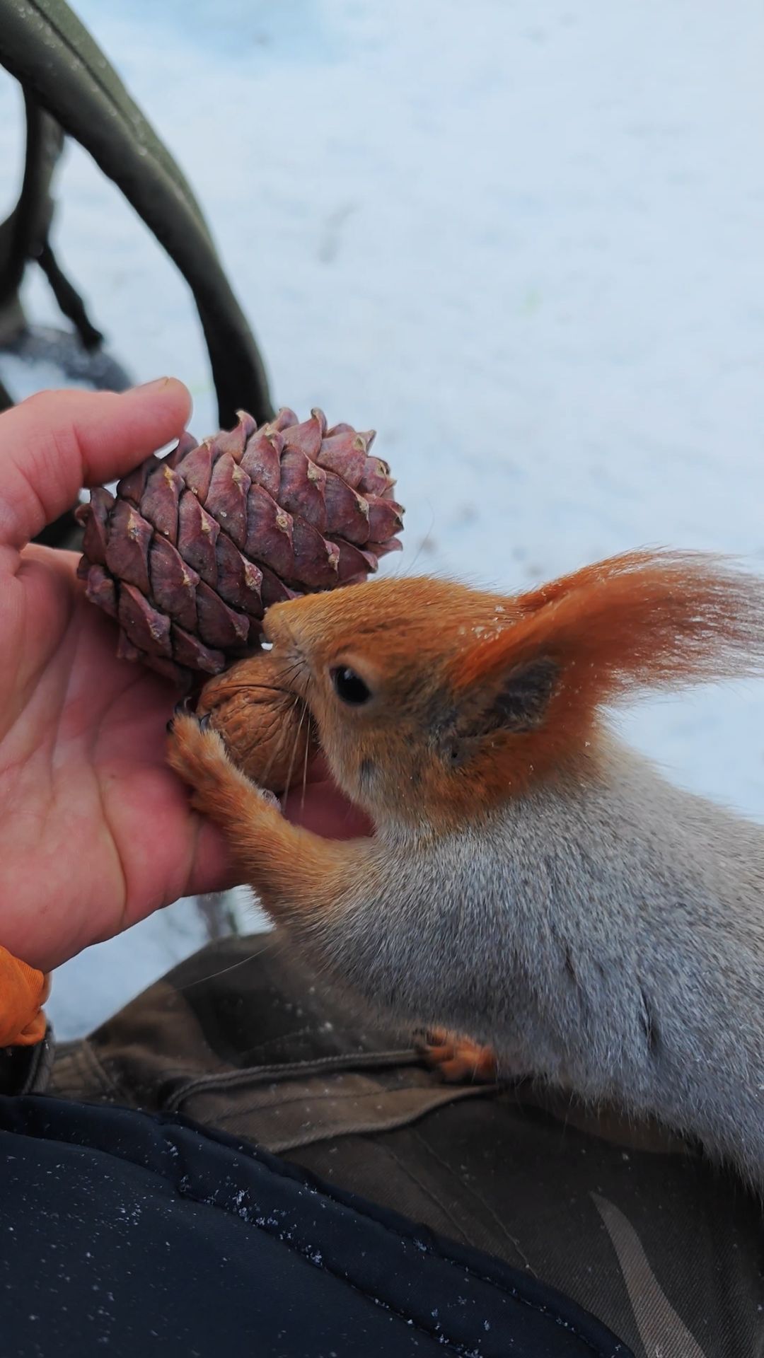Орех для белки смотреть онлайн