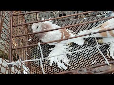 Обзор зимнего молодняка