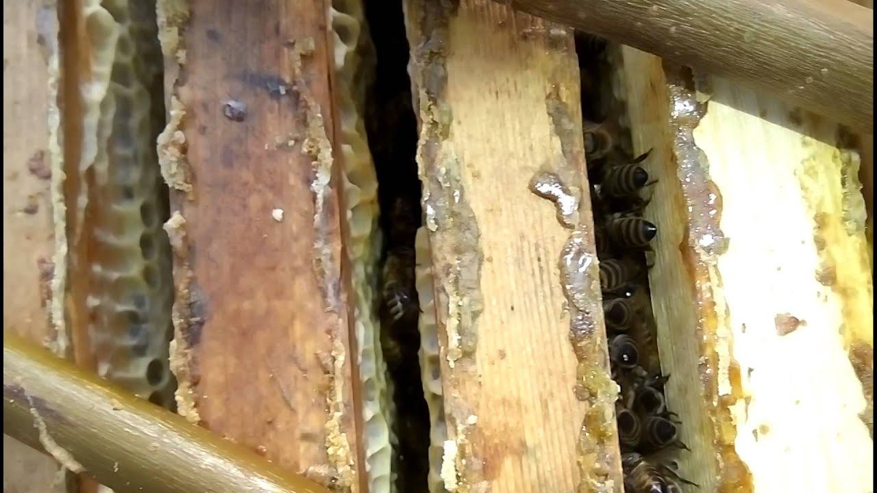 Объединение пчёл в декабре часть 2