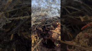 Зимовка красного калифорнийского червя под снегом при -19.