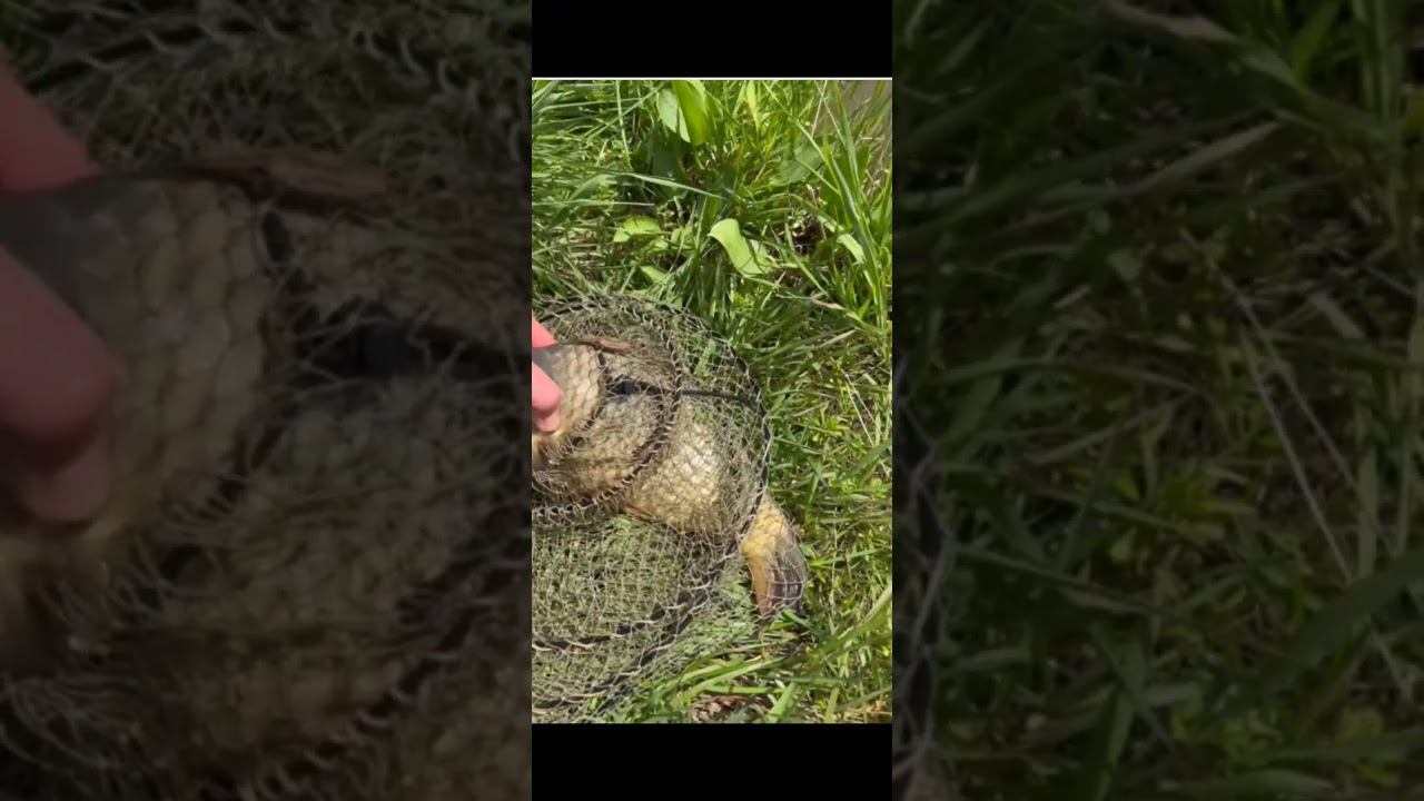 Пойманная рыба, была отпущена рыбаком обратно в пруд #fishing #платнаярыбалка #carpfishing #carp