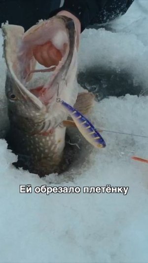 Щука с Rowdy Head’ом 😱 Полное видео на канале Main Target – vkvideo.ru/video-211639139_456239706